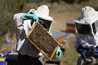 Abeja Negra SOS: Un grupo de mujeres que salva abejas en la CDMX
