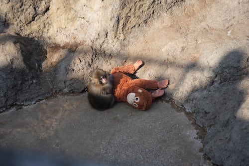 Ke moniiiito, Lupe: La historia de Panchi, mono abandonado que adoptó peluche de IKEA como mamá (VIDEOS)