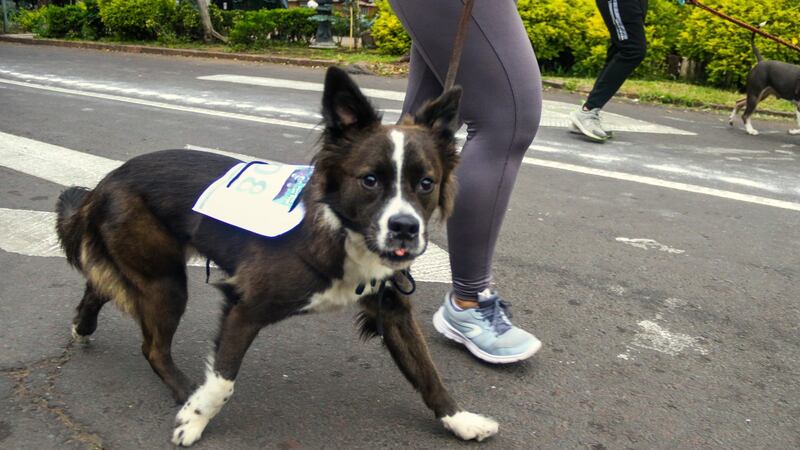 Día Internacional del Perro: Refugios para adoptar ‘lomitos’ en la CDMX