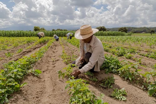 (In)seguridad alimentaria
