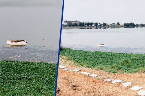 ‘Uy, el coco’: Reaparece cocodrilo en laguna de Cuautitlán Izcalli; lo ven como atractivo turístico