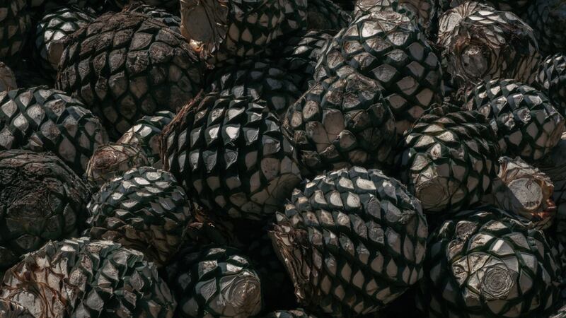 Baja el agave a 16 pesos para José Cuervo