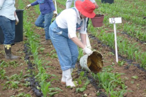 ¡Bravo! Investigadora de la UNAM crea fertilizante orgánico con desecho de tortillerías