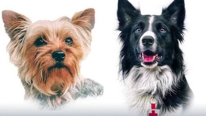 ¡Inédito! Realizan primer juicio de maltrato animal en México por ‘lomitos’ Athos y Tango