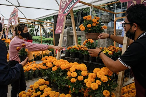 ¿Ya tienes todo para la ofrenda de este año? Lánzate al Festival de las Flores de Cempasúchil en CDMX
