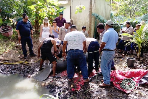 Especialistas apoyan rescate de manatí en Tabasco