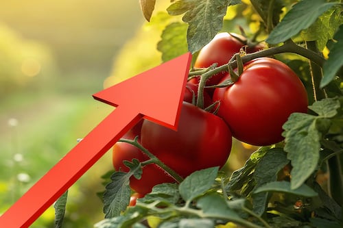 ¿Por qué el precio del jitomate se disparó en un año? Las claves para entender el aumento