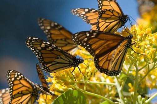 Santuarios de la mariposa monarca abren con restricciones al aforo y prohibición de venta de alcohol