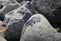 Chapopoteras en el Golfo de México: ¿Qué son y cómo contribuyeron al derrame de hidrocarburos?