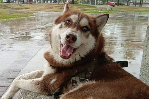 Las croquetas salen caras: ‘Lucas’, un husky, recibirá pensión alimenticia, tras divorcio de sus ‘papás’
