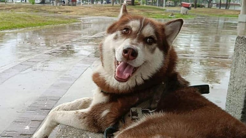 Las croquetas salen caras: ‘Lucas’, un husky, recibirá pensión alimenticia, tras divorcio de sus ‘papás’
