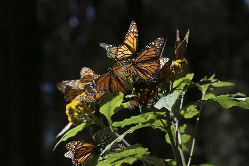 Población de mariposas monarca en California se desploma por segundo año consecutivo