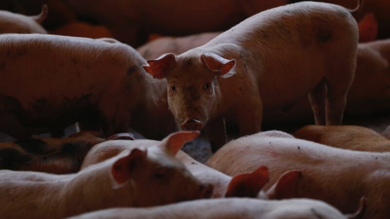 ¿Y las carnitas? México suspende importación de carne de cerdo de España