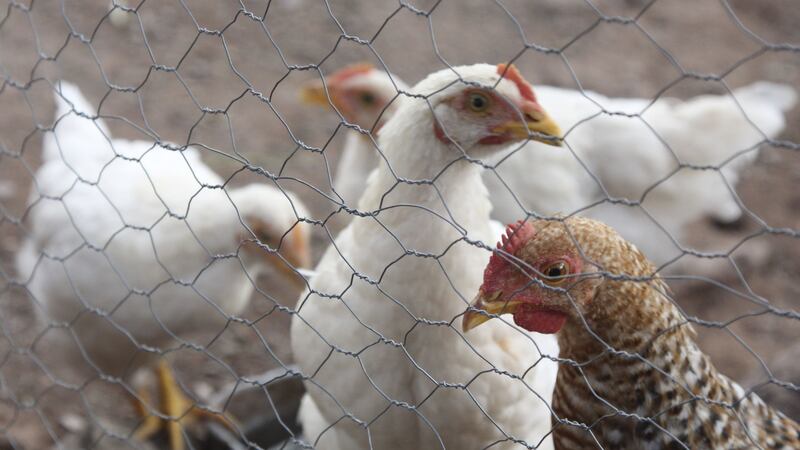Gripe aviar en Aguascalientes: Detectan el virus AH5N1 en tres granjas