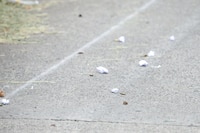 Asesinan a jefe de policía de la SSC CDMX en intento de asalto