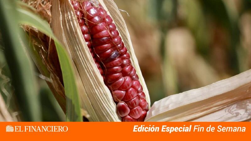 El fallo contra México en el panel de maíz