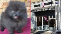 ¿Qué sabemos del caso de la muerte del perrito ‘Coco’ en una estética canina de la CDMX?