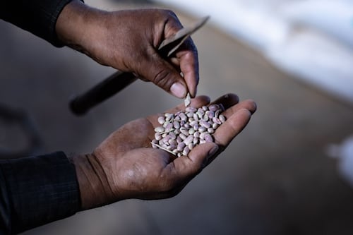 Sin semillas no hay economía