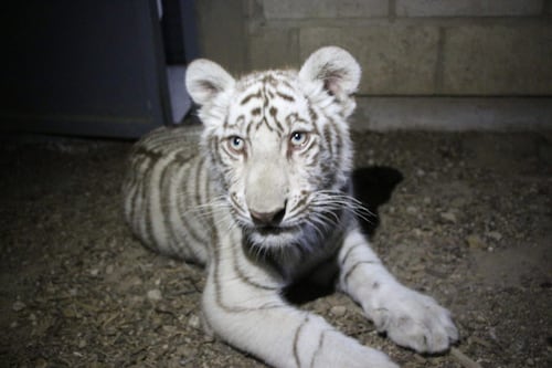 Hallan a cachorro de tigre en calles de Tlajomulco, Jalisco