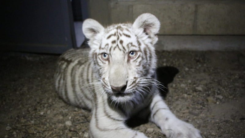 Hallan a cachorro de tigre en calles de Tlajomulco, Jalisco