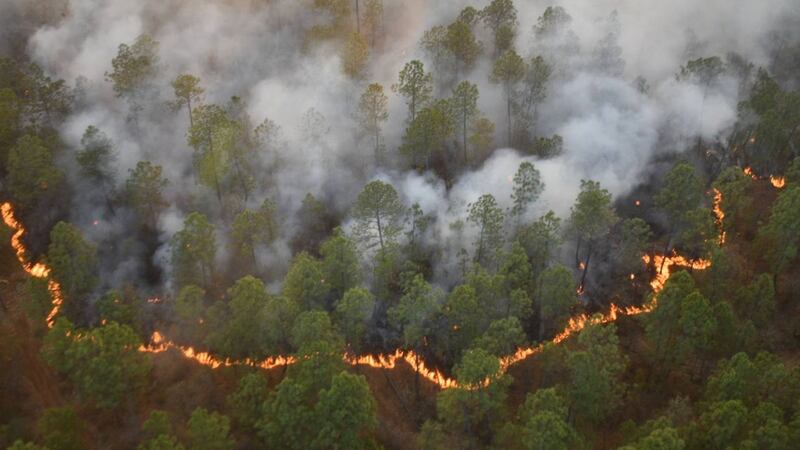 Incendios forestales en Jalisco: ¿Qué municipios activaron las alertas?
