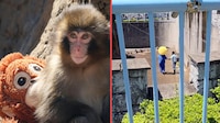 Turistas de EU irrumpen en recinto de ‘Punch’, el mono viral de Japón, y terminan arrestados