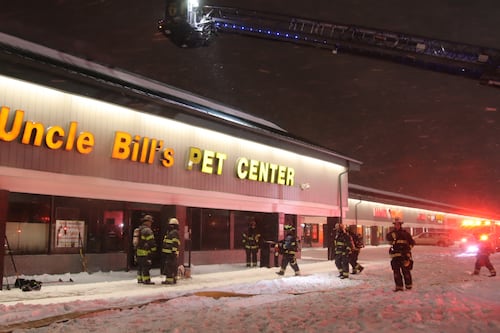 Al menos 100 animales mueren tras incendio en una tienda de mascotas en EU