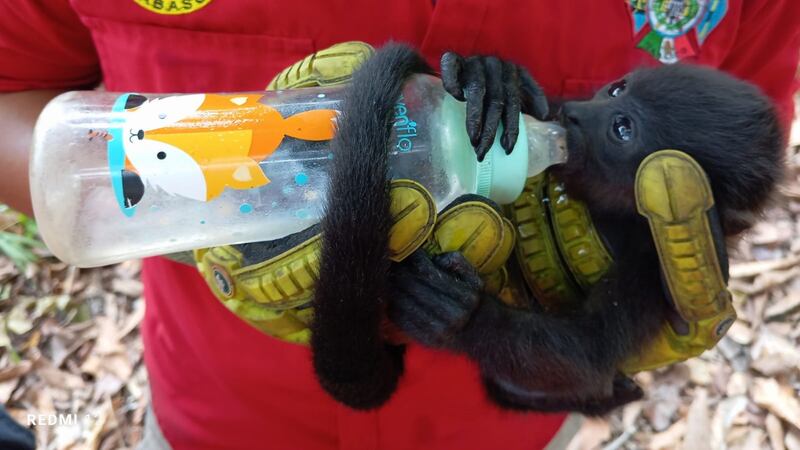 Calor extremo en Tabasco: Hallan monos saraguatos sin vida por alta temperatura