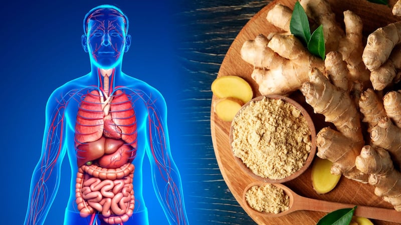 ¿Qué órganos afecta el jengibre?