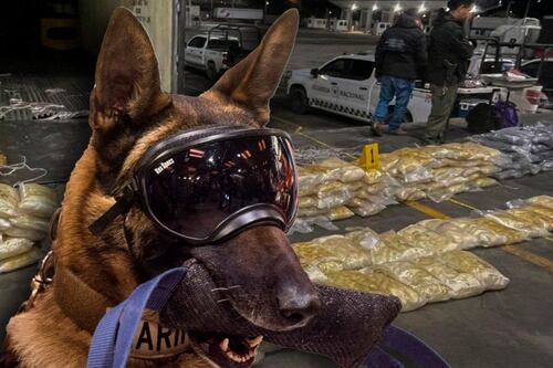 Lomito ‘muerde’ a los cárteles: Encuentra cargamento de 200 kilos de cocaína que vale 48 mdp