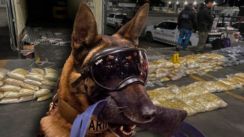 Lomito ‘muerde’ a los cárteles: Encuentra cargamento de 200 kilos de cocaína que vale 48 mdp