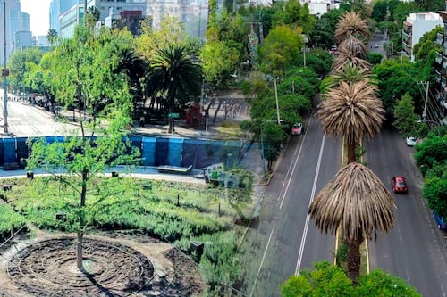 No solo es el ahuehuete de Reforma: ¿Por qué las palmeras en CDMX también están muriendo?