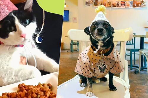 ¡Sóplale, Milaneso! En esta cafetería de la CDMX puedes celebrar el cumpleaños de tu perro