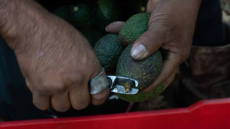 Envíos de aguacate a EU: ¿Cuándo se reanudarán y quiénes vigilarán a inspectores en Michoacán?