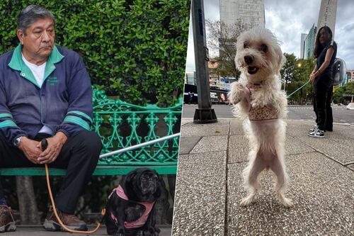 Tu ‘lomito’ ya no ‘devorará’ la quincena: Piden eliminar IVA a comida para mascotas y gastos veterinarios