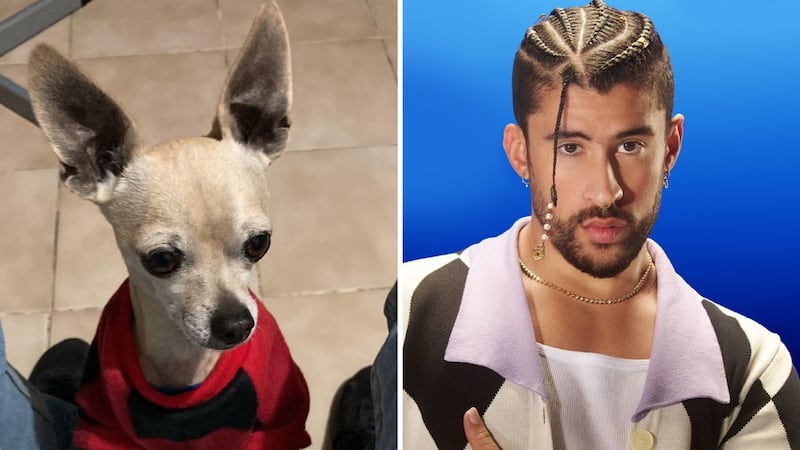 Joven ofrece boleto para Bad Bunny en Monterrey; busca a su perrito extraviado
