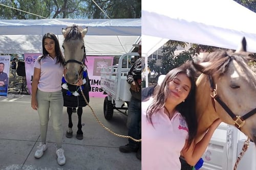 Volverá a relinchar de gozo: Rescatan al Caballo Bayo; era utilizado para carretonear basura