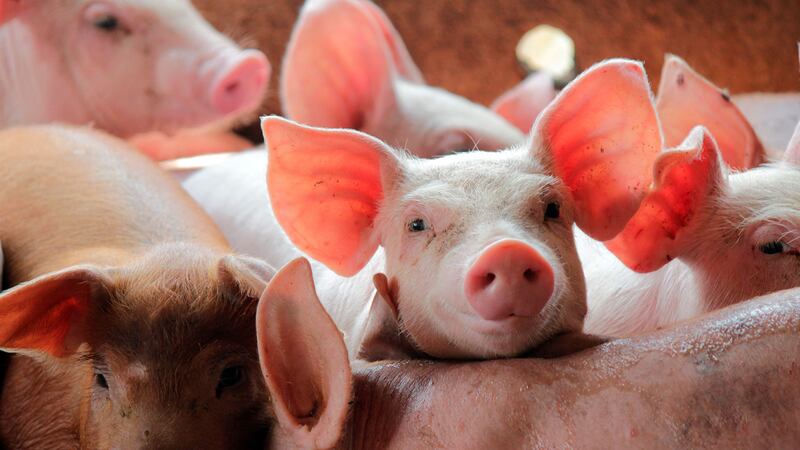 Falta de personal desencadena sacrificio de 600 cerdos en Reino Unido