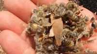 Pesticidas matan a miles de abejas en Campeche; 170 mil toneladas de miel se contaminan