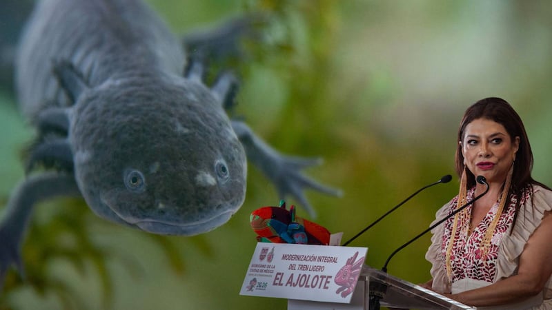 La lucha de científicos contra la extinción del ajolote en su hábitat natural