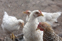 Sacrifican 360 mil gallinas en Jalisco por gripe aviar