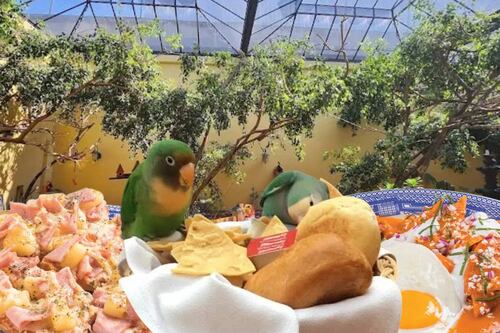 El Sanborns de los pajaritos, restaurante donde tomas café entre canarios y cotorros
