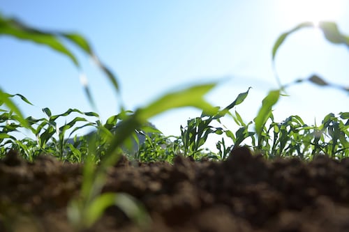 China va tras el sorgo mexicano tras aranceles de EU