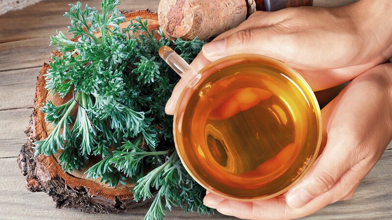 ¿Para qué sirve tomar té de ajenjo?