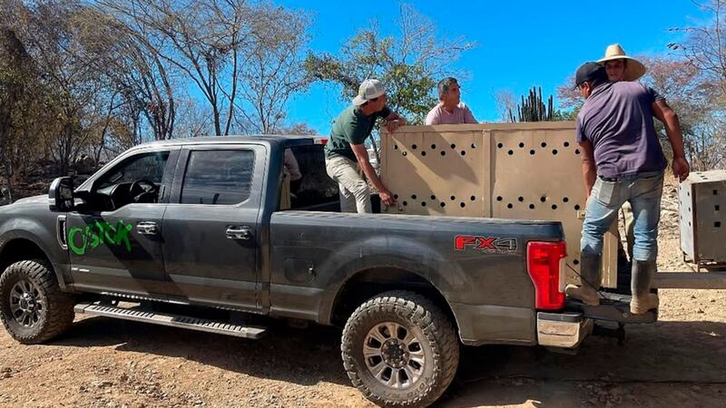 Personal del santuario Ostok para animales denuncia robo de camioneta: ‘Es un terror vivir en Culiacán’