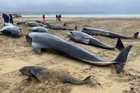 Día negro para Escocia: Mueren 55 ballenas piloto tras ser arrastradas a sus costas