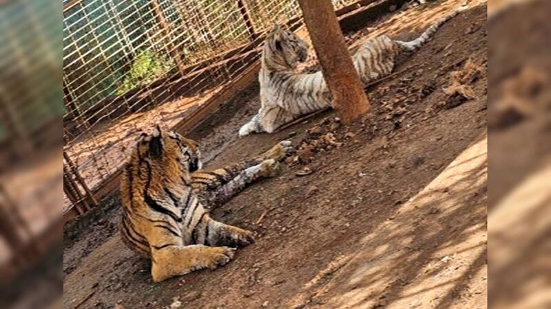 FGR recupera tigres y jaguares en una finca de Jamay, Jalisco