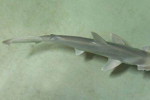 Este tiburón come más 'vegetales' que tú