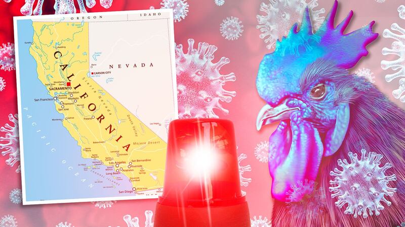 Gripe aviar pone en alerta a California: ¿Qué sabemos del brote y del primer caso grave en EU?