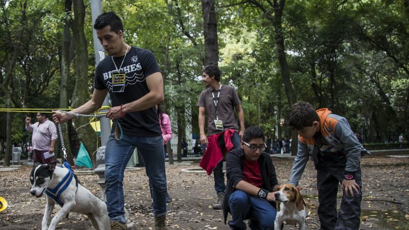 ¡Llévalos contigo! Esto necesitan tu perro y tu gato en caso de sismo